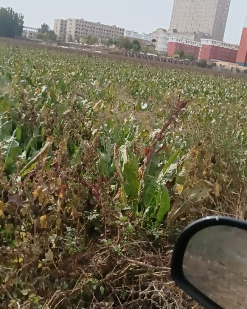250亩辣根找收购商