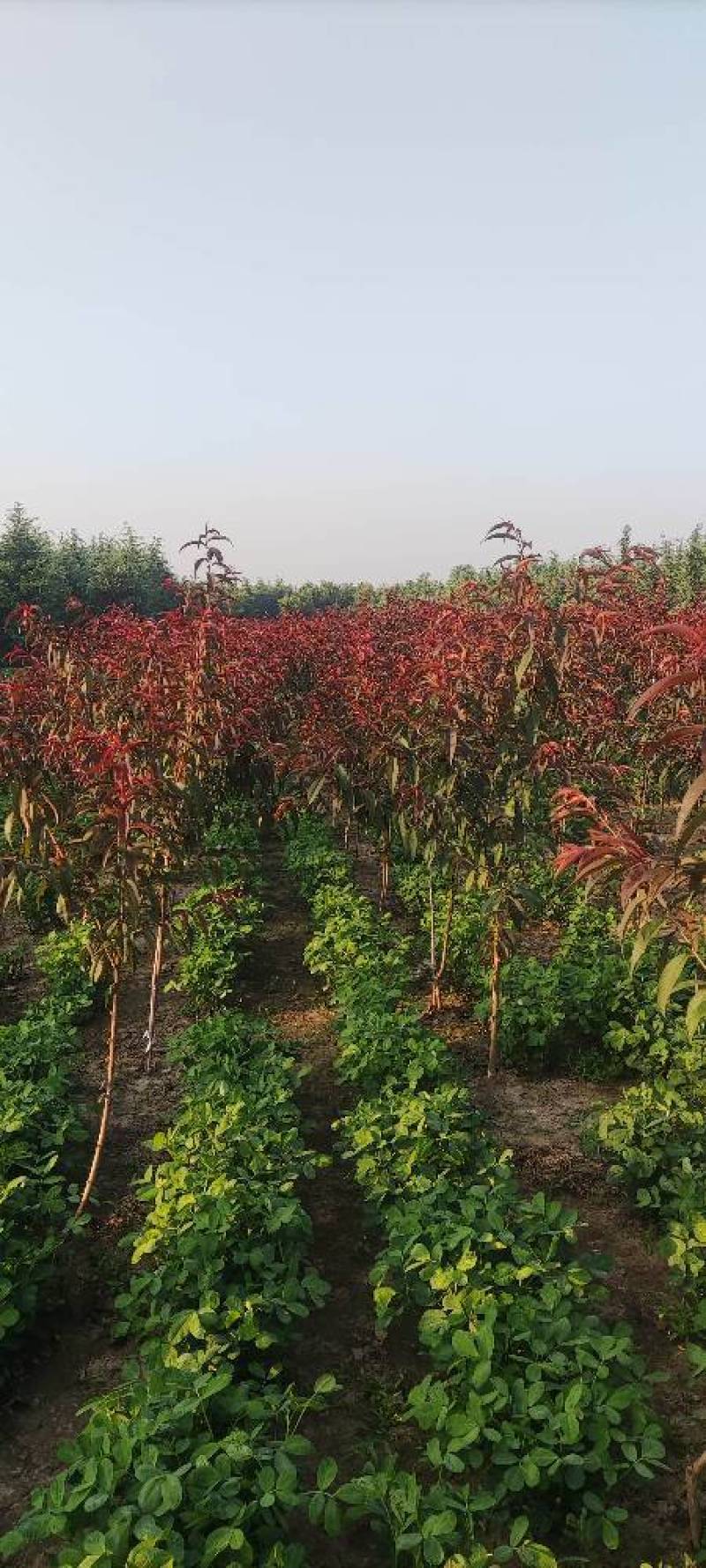 红叶碧桃紫叶碧桃树观赏桃树包邮发货一件代发