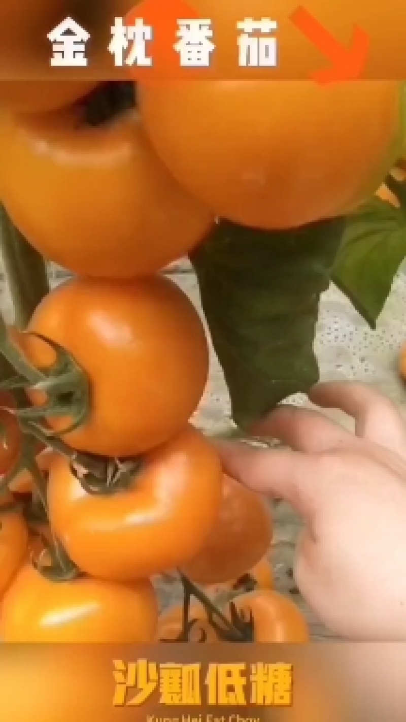 越冬早春水果番茄种子出口品质口感大黄西红种子沙瓤番茄种子