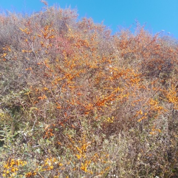 沙棘果