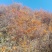 沙棘果
