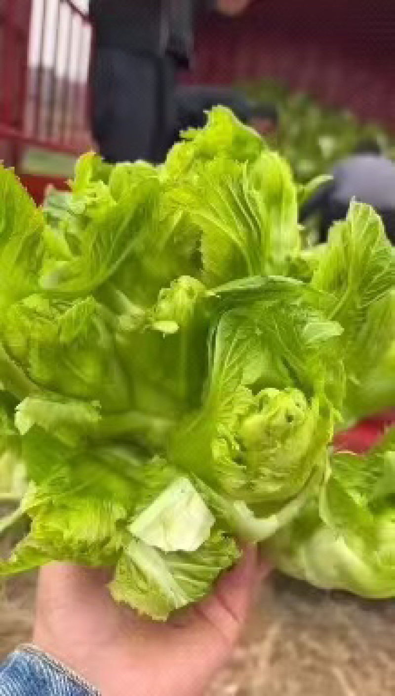 四川儿菜