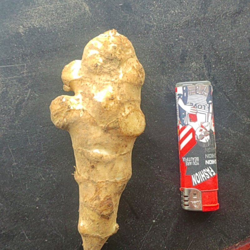 洋姜沙地菊芋鬼子姜精品过筛洋姜种子各种规格产地一手货源