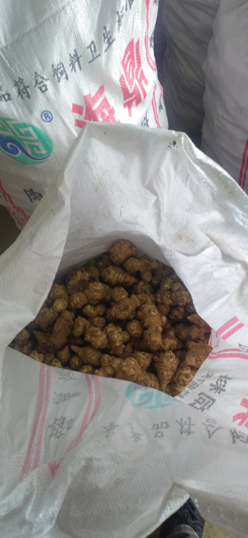 洋姜沙地菊芋鬼子姜精品过筛洋姜种子各种规格产地一手货源