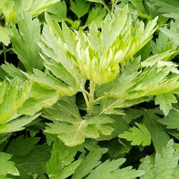 艾草艾根预订