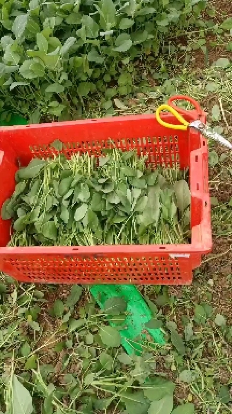 广东芥兰苗