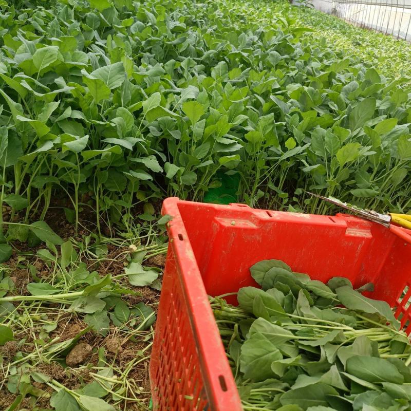 广东芥兰苗