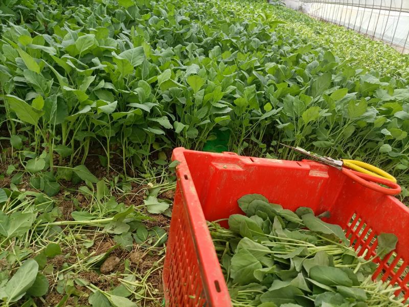 广东芥兰苗