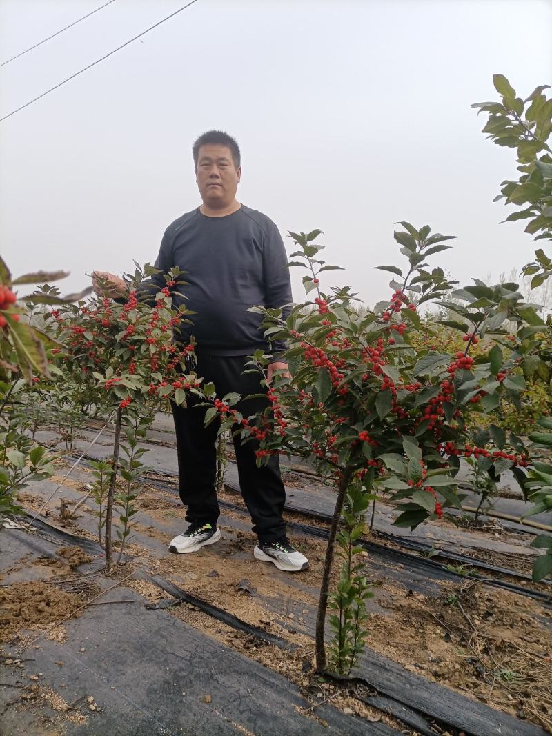 北美冬青奥斯特北美冬青东红北美冬青棒棒糖北美冬青