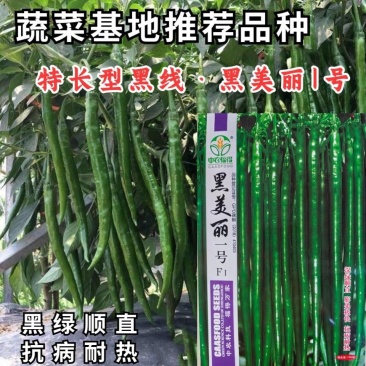 黑线椒种子中农福得黑美丽一号加长特长耐热深绿线椒辣椒种子