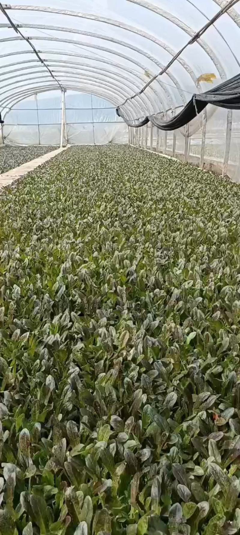 云南省通海县，基地直供，紫叶莴笋苗，库存充足