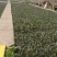云南省通海县，基地直供，紫叶莴笋苗，库存充足