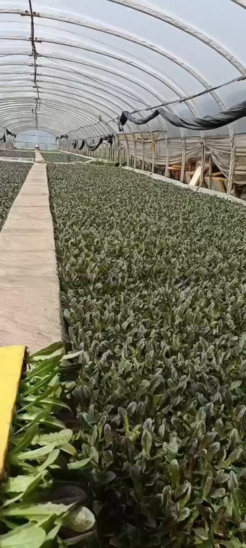 云南省通海县，基地直供，紫叶莴笋苗，库存充足
