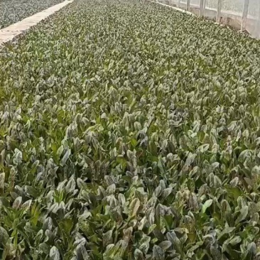 云南省通海县，基地直供，紫叶莴笋苗，库存充足