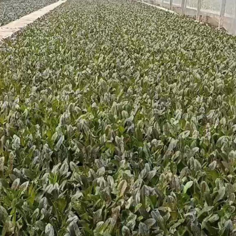 云南省通海县，基地直供，紫叶莴笋苗，库存充足