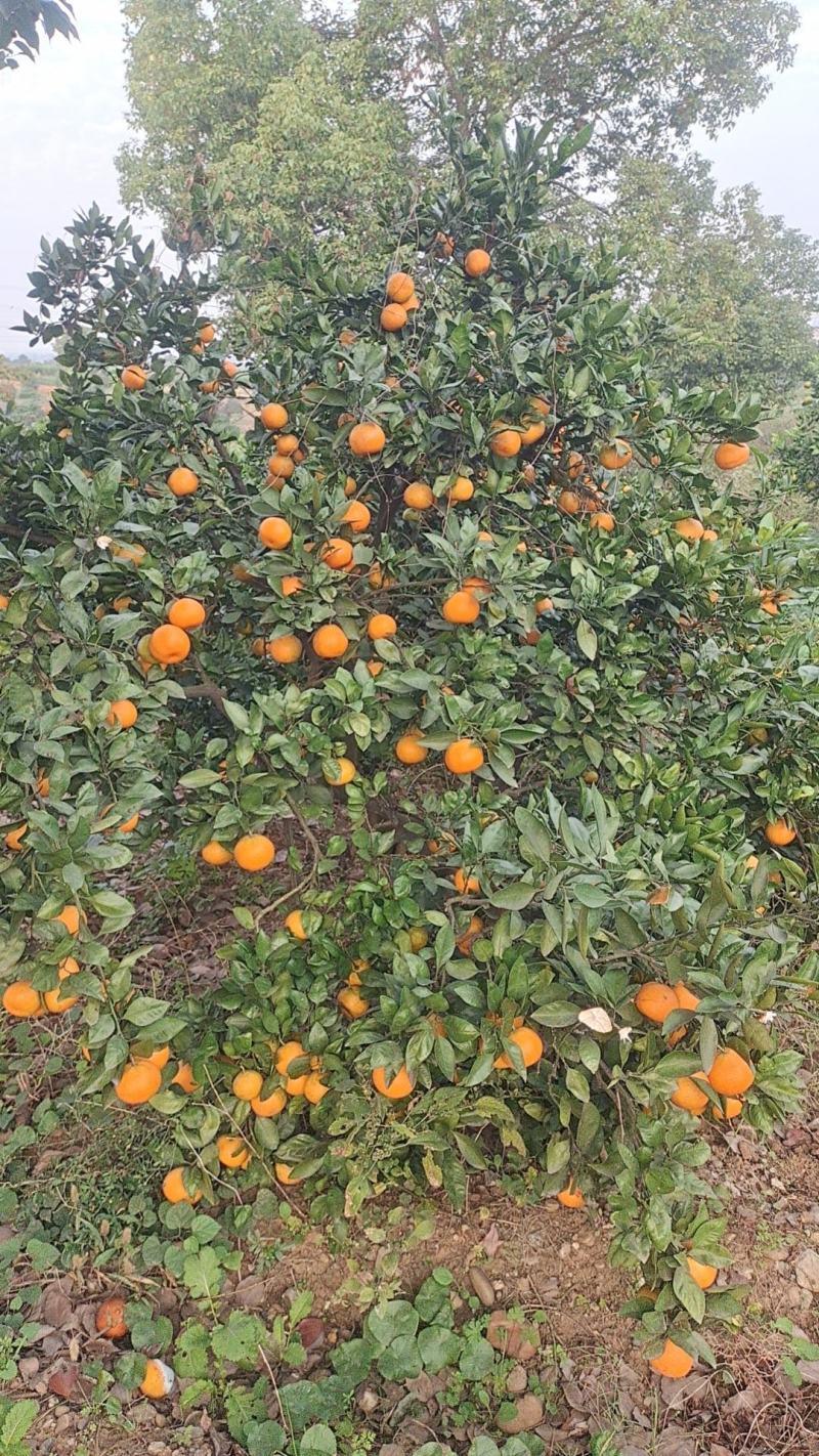 好货大量