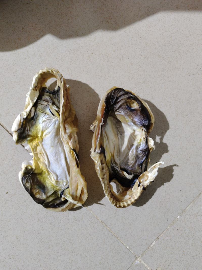 足干河豚