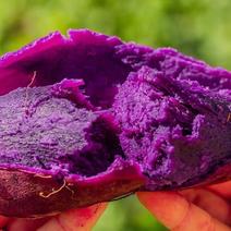 新鲜沙地5斤紫罗兰紫薯，支持发车，支持一件代发，软糯香甜