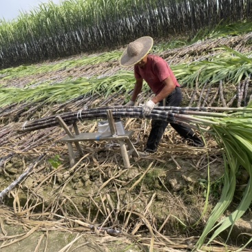 甘蔗自家种植