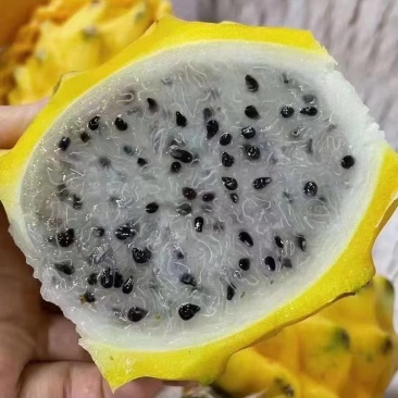 版纳燕窝果