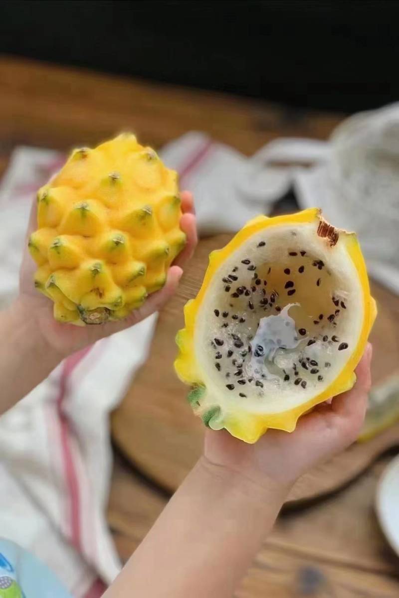 版纳燕窝果