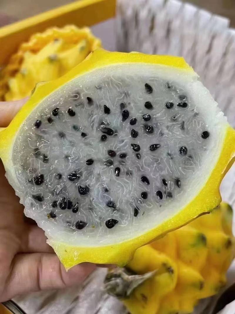 版纳燕窝果