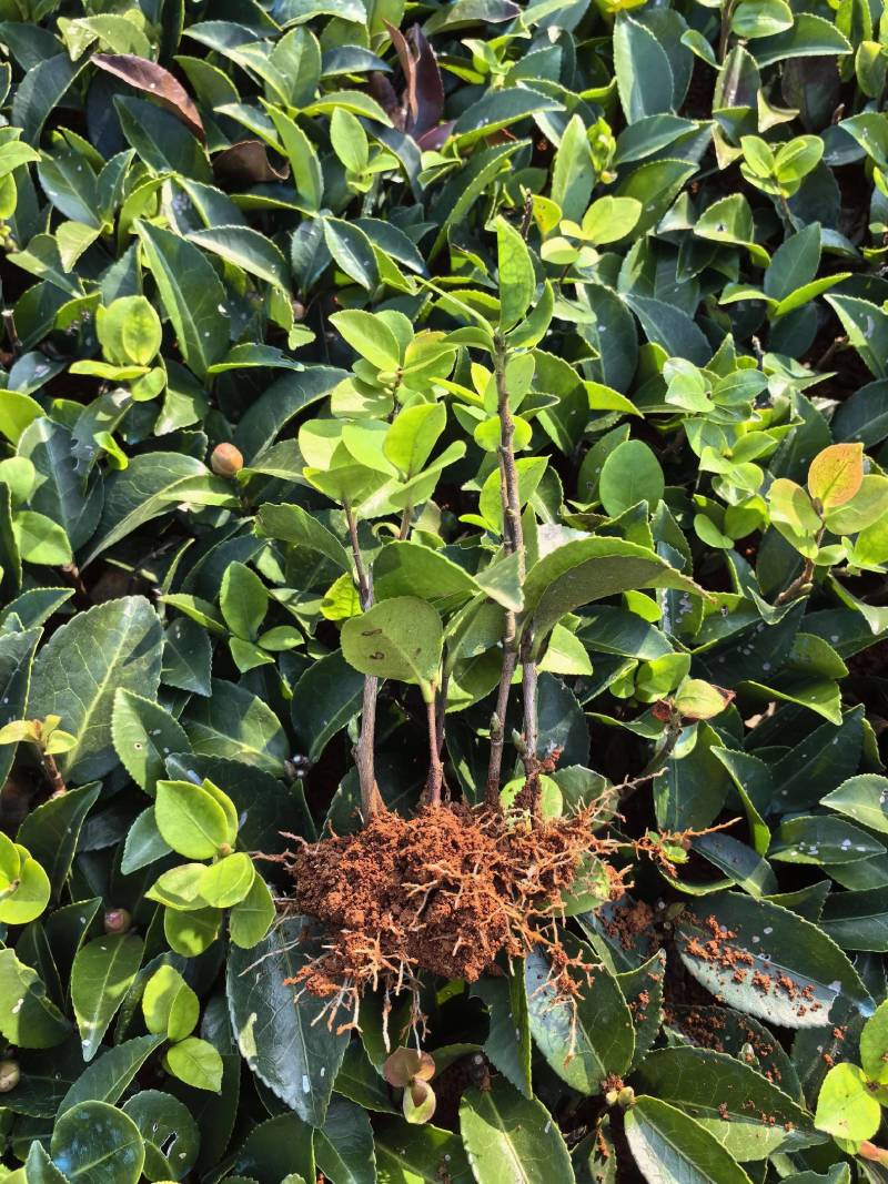 基地直供茶梅芽苗茶梅扦插苗茶梅工程苗茶梅杯苗茶梅毛球批发