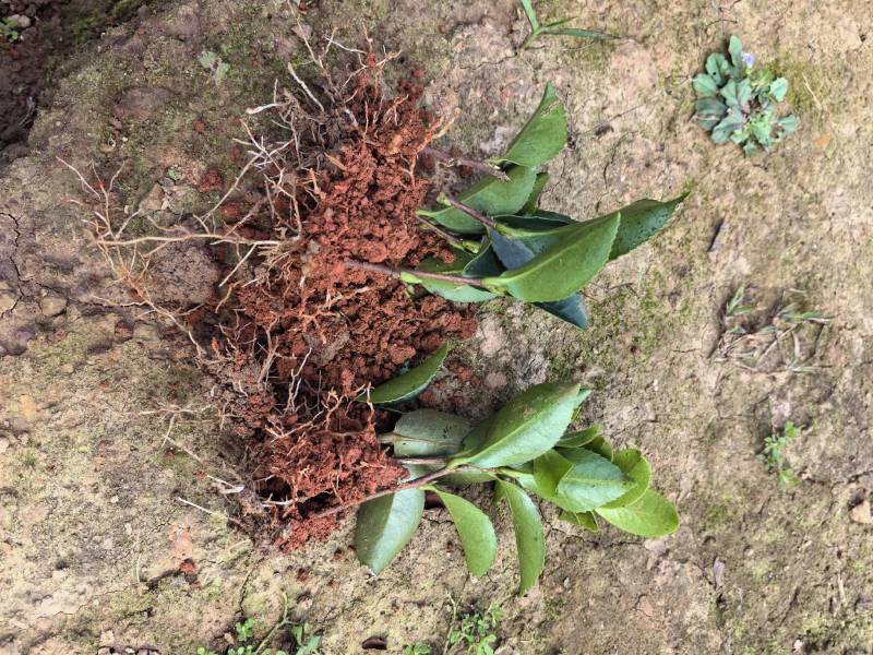 基地直供茶梅芽苗茶梅扦插苗茶梅工程苗茶梅杯苗茶梅毛球批发