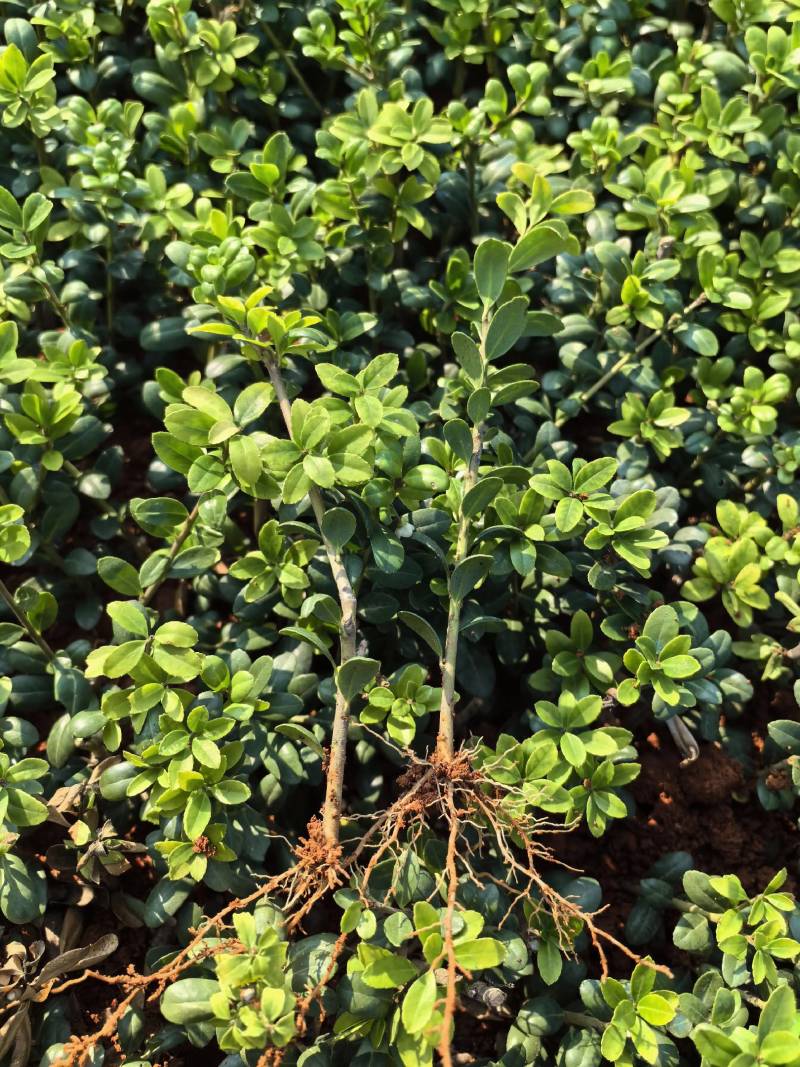 基地直供茶梅芽苗茶梅扦插苗茶梅工程苗茶梅杯苗茶梅毛球批发