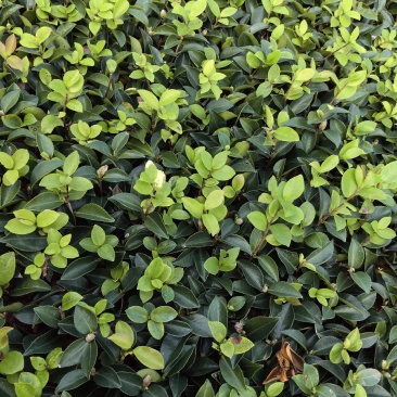 基地直供茶梅芽苗茶梅扦插苗茶梅工程苗茶梅杯苗茶梅毛球批发