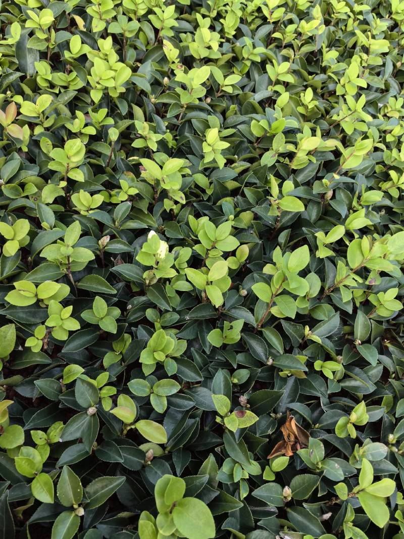 基地直供茶梅芽苗茶梅扦插苗茶梅工程苗茶梅杯苗茶梅毛球批发