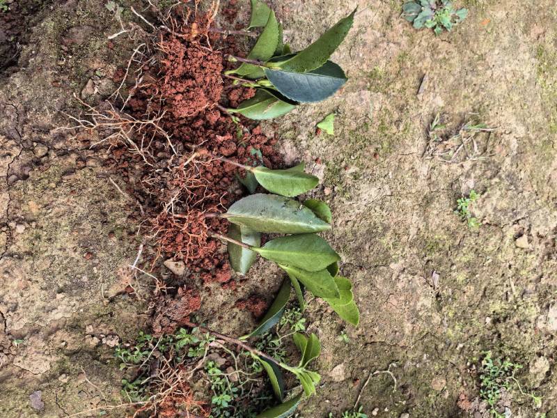 基地直供茶梅芽苗茶梅扦插苗茶梅工程苗茶梅杯苗茶梅毛球批发