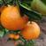 四川蜜橘，树上鲜果，质量保证，9月中旬上市，预售期