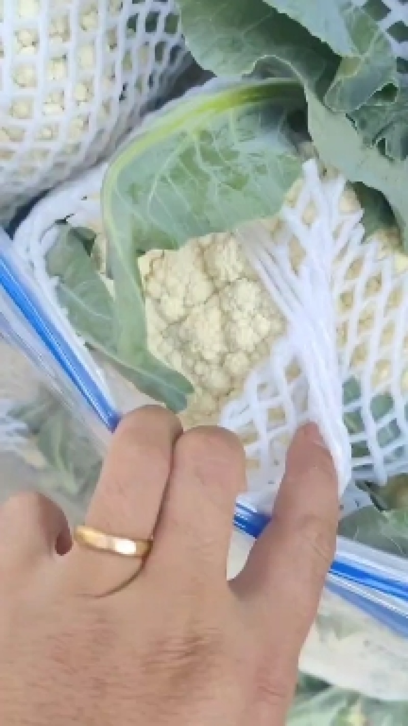 【实力】精品菜花产地直供对接全国批发大量有货价格便宜