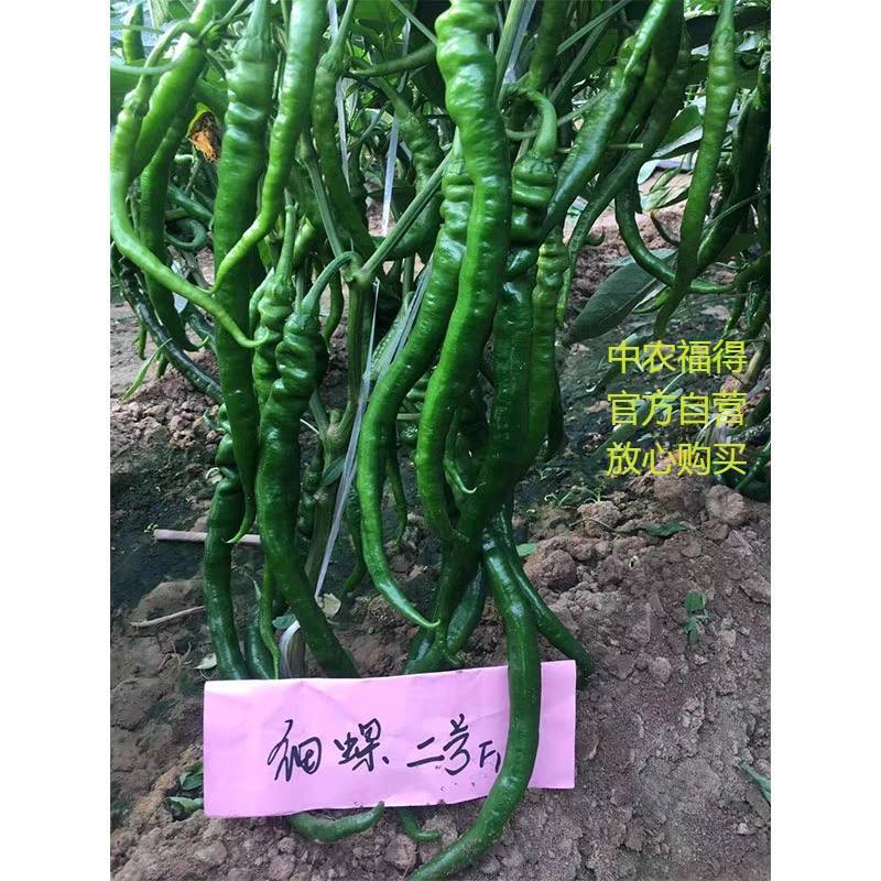 细螺2号辣椒种子黑深绿皮细螺丝线椒特辣极辣特长辣线椒种子