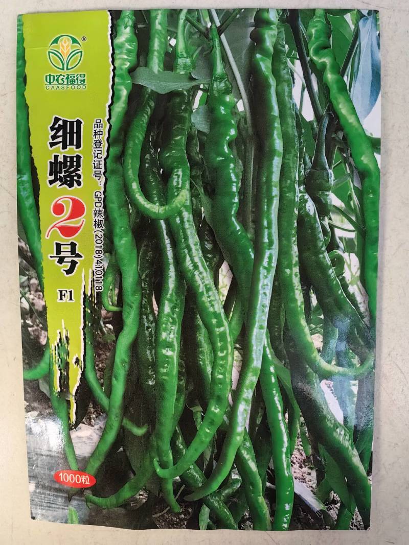 细螺2号辣椒种子黑深绿皮细螺丝线椒特辣极辣特长辣线椒种子