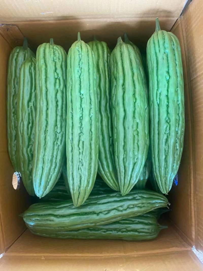 【推荐】广东苦瓜上市产地直发，量大价优欢迎来电