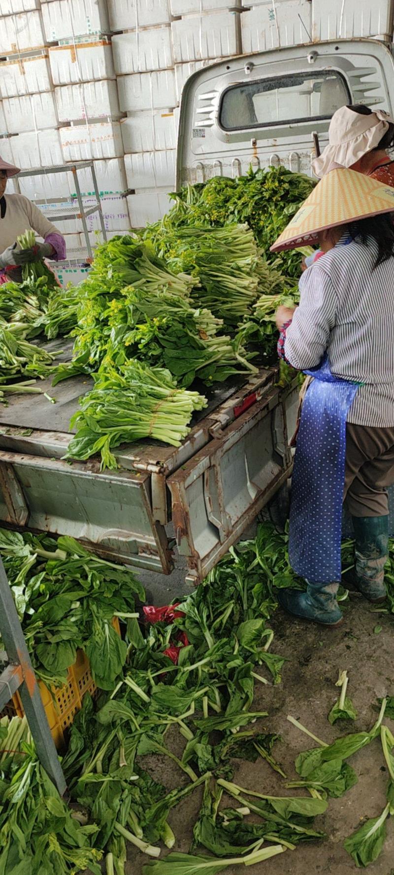 白菜苔，红菜苔，广东菜心，品种多，做工专业