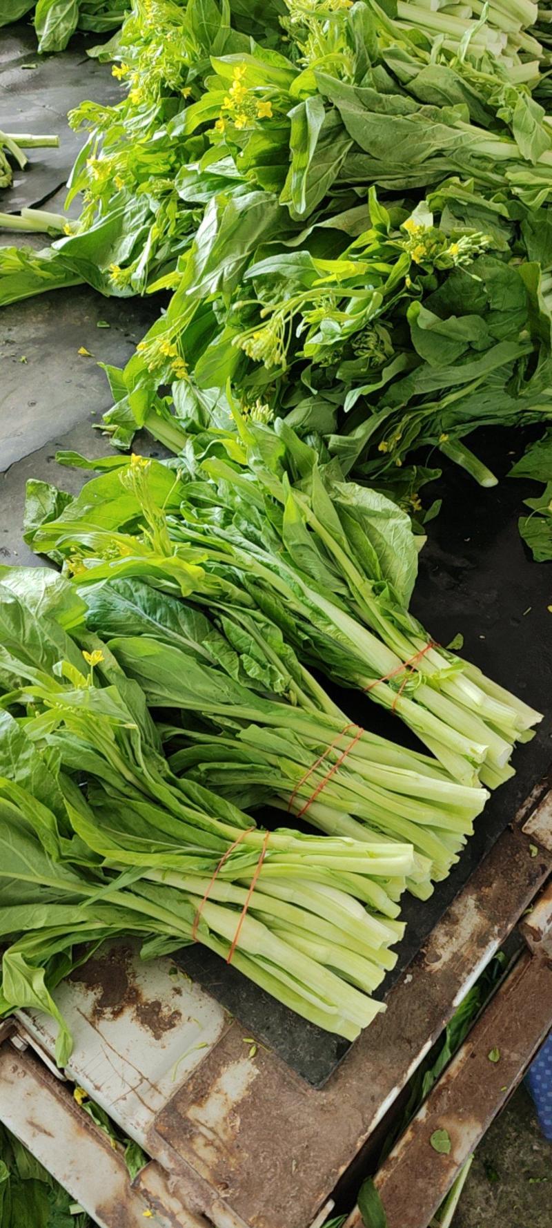 白菜苔，红菜苔，广东菜心，品种多，做工专业