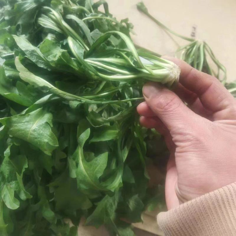 商丘新鲜荠菜，精品整颗荠荠菜，一手货源，视频看货