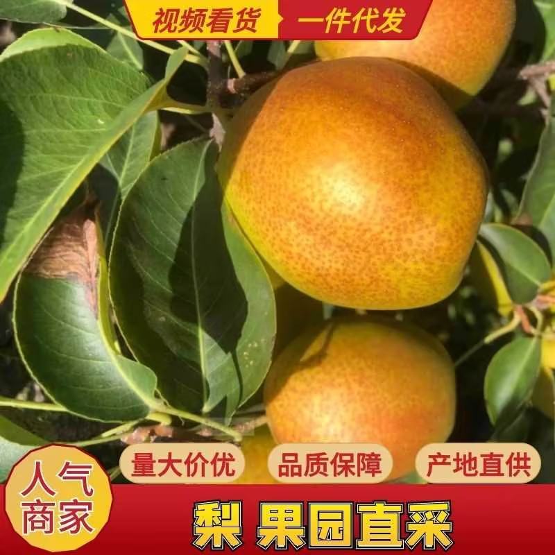山西运城红香酥梨产地直发诚信经营一手货源，欢迎采购