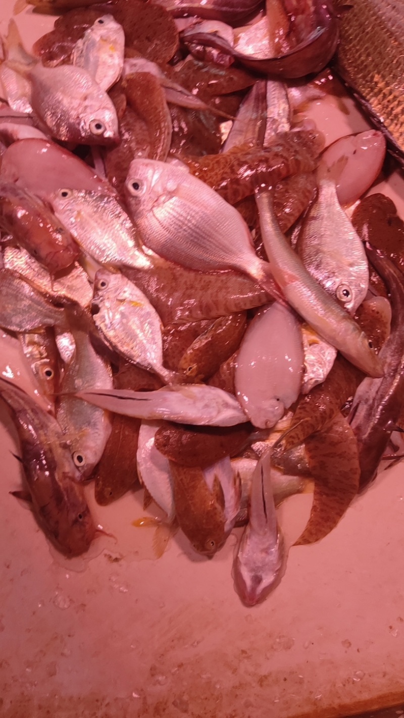 杂鱼几块钱一斤，价格美丽，网仔鱼，新鲜