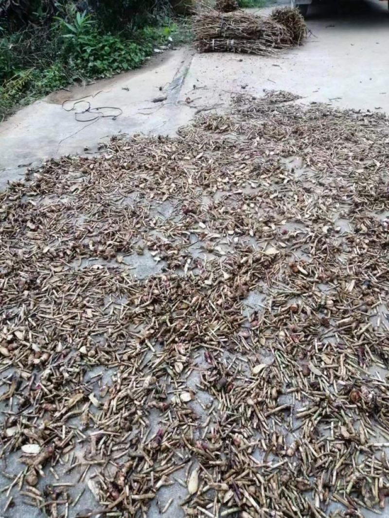 广西蒙山砂仁根（黄苗仔）产地直发鲜货干货都有欢迎联系购买