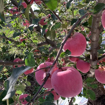 精品红富士苹果山西临汾产地直供一手货源质量保证