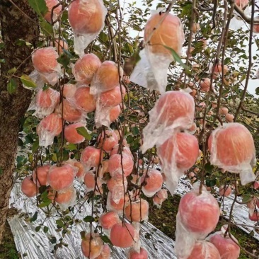 本地膜袋苹果开始销售了，有需要的客商联系！