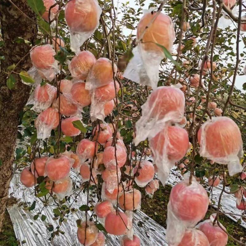 本地膜袋苹果开始销售了，有需要的客商联系！
