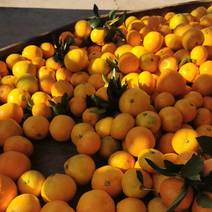 高山特早蜜橘，口感纯甜，皮薄汁多，诚信为本，质量可靠