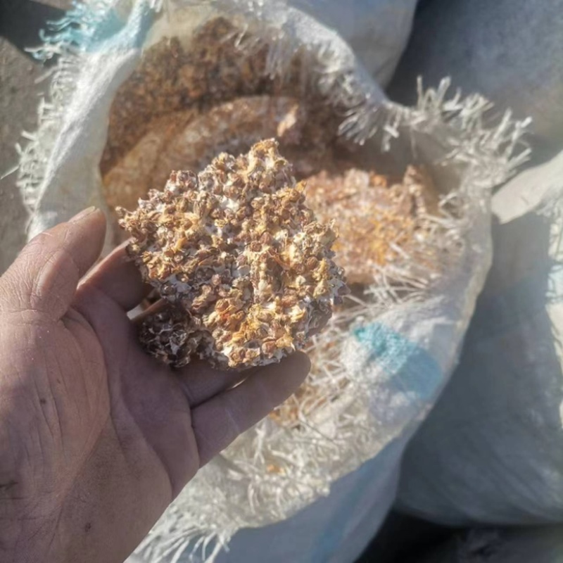小麦虫草花培养基发酵饲料原料欢迎老板电话联系