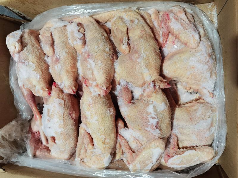 河北保定【80天金凤公鸡】全净膛1.5斤、熏鸡、烧鸡专用