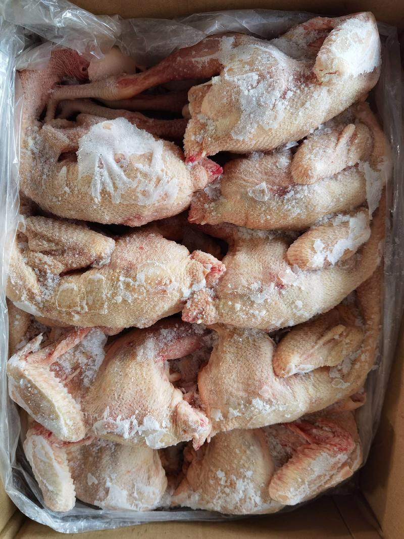 河北保定【80天金凤公鸡】全净膛1.5斤、熏鸡、烧鸡专用